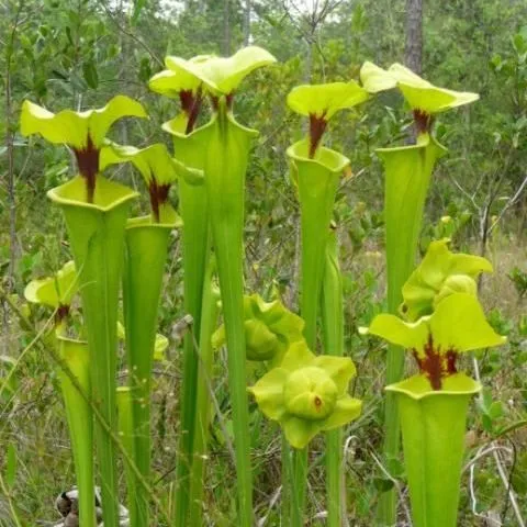 thumbnail for publication: Native Pitcherplants of Florida